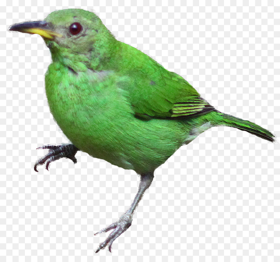 Pájaro Verde，Plumas PNG