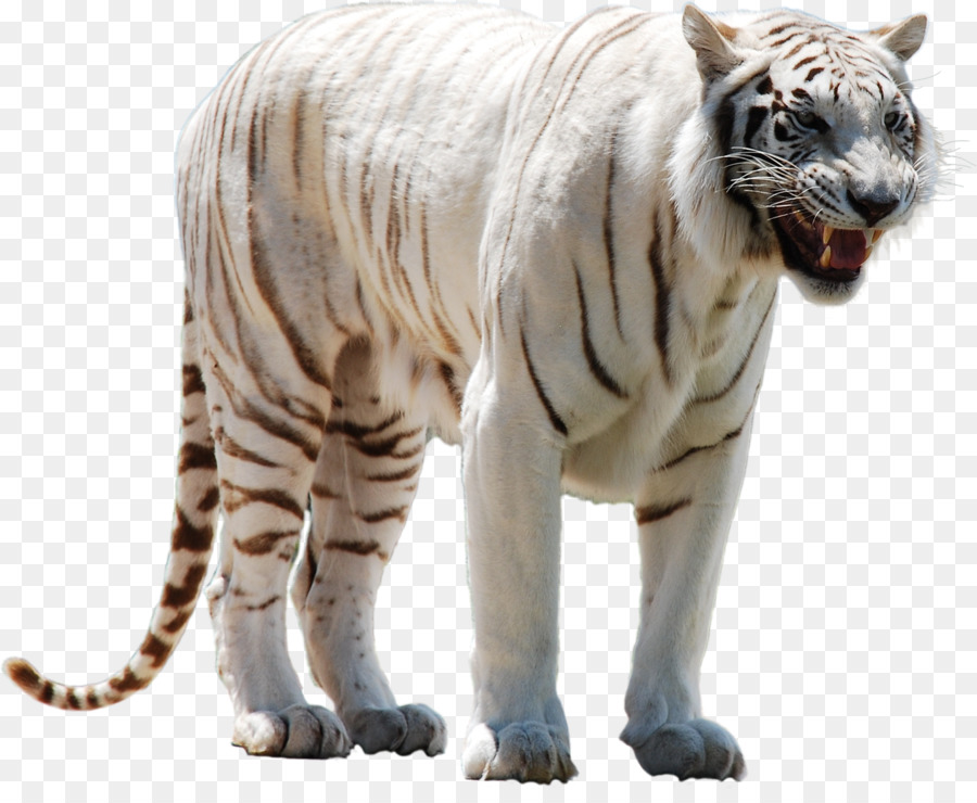 Tigre，Tigre Blanco PNG