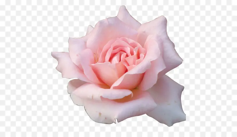 Rosa Rosa，Floración PNG