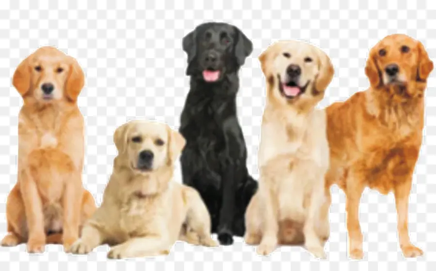 Grupo De Perros，Mascotas PNG