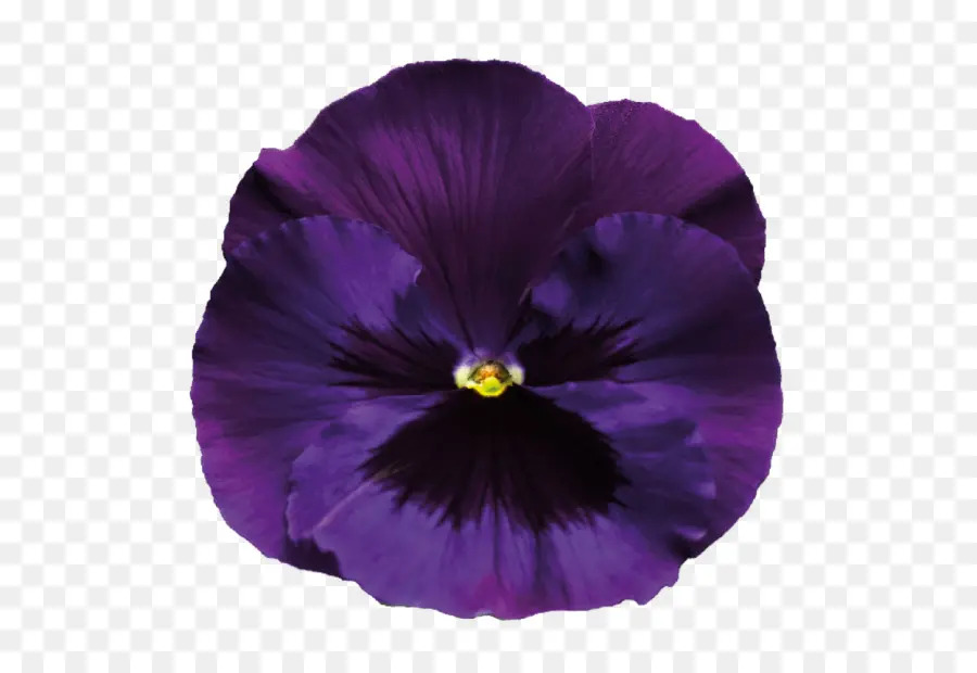 Flor Morada，Florecer PNG