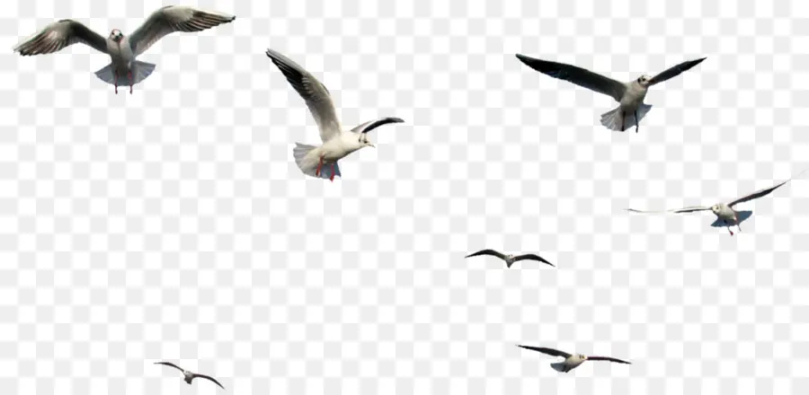 Aves，Vuelo PNG