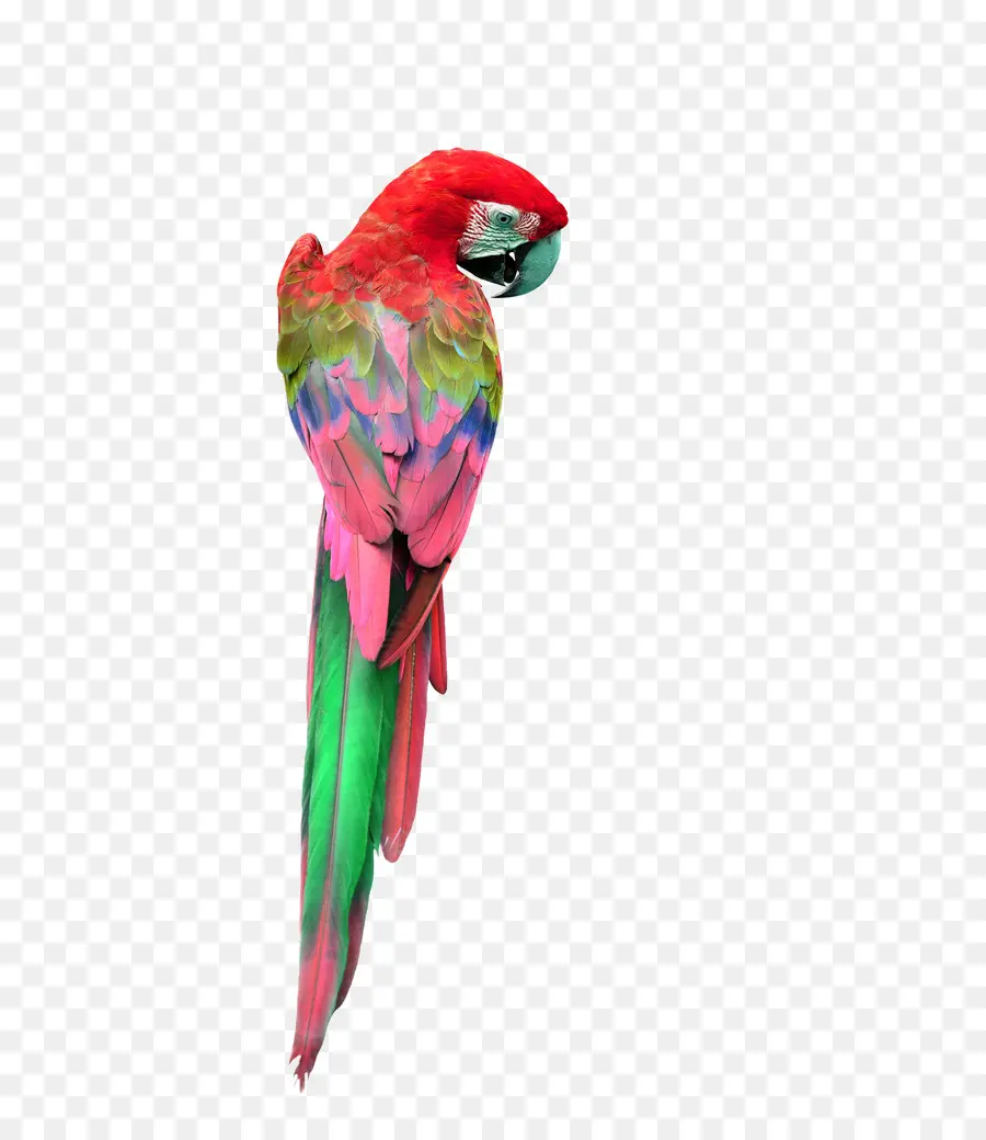 Parrot，Guacamayo PNG