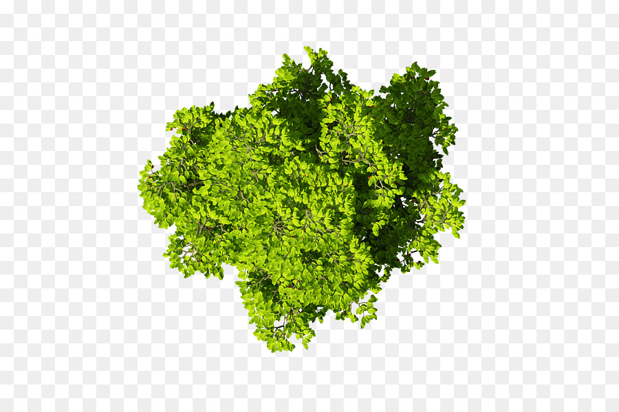 Hoja Vegetal，Brassica Juncea PNG