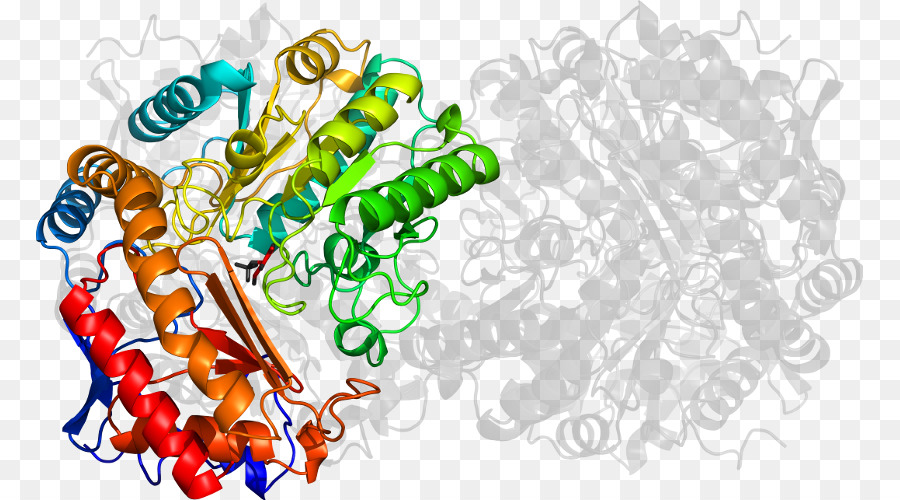 Estructura De La Proteína，Molécula PNG