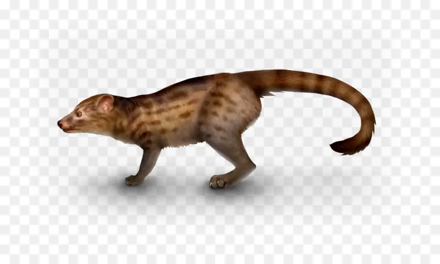 Gato，Viverridae PNG