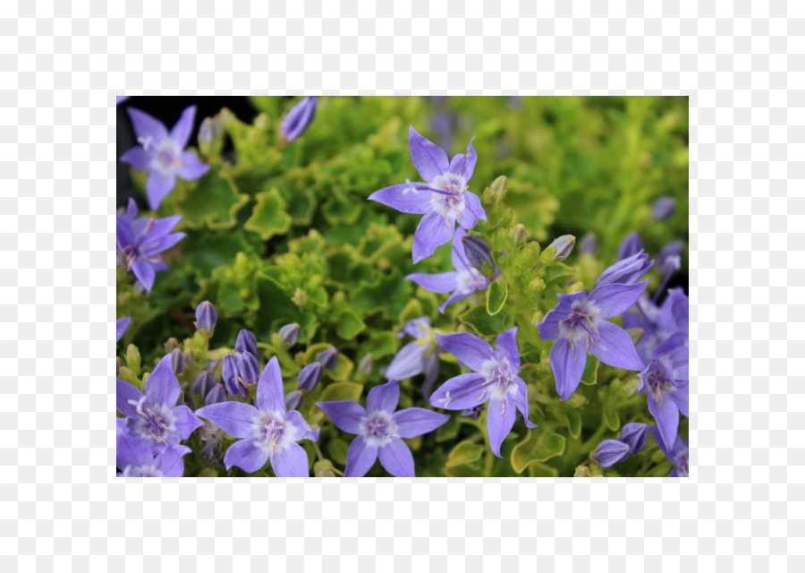 Campanula Poscharskyana，Campanula PNG