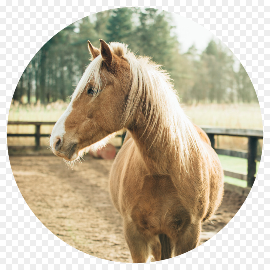 Caballo，Marrón PNG