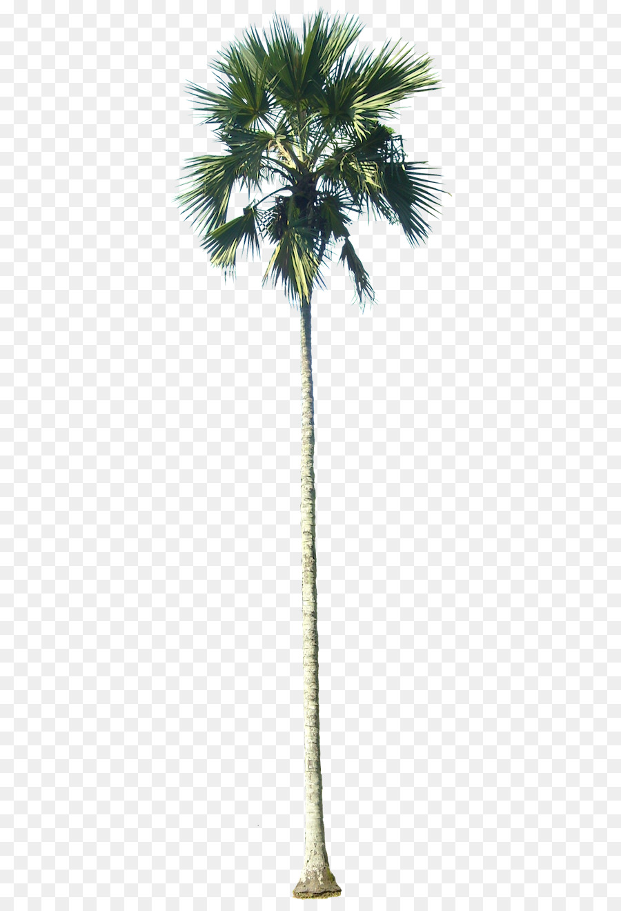 La Palma，árbol PNG