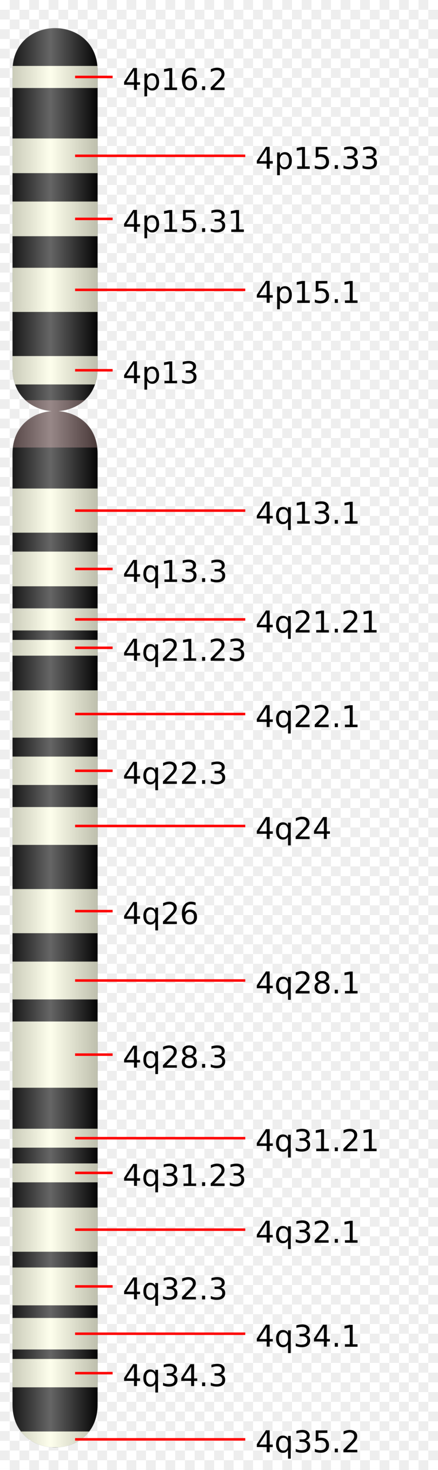 El Cromosoma 4，El Cromosoma PNG