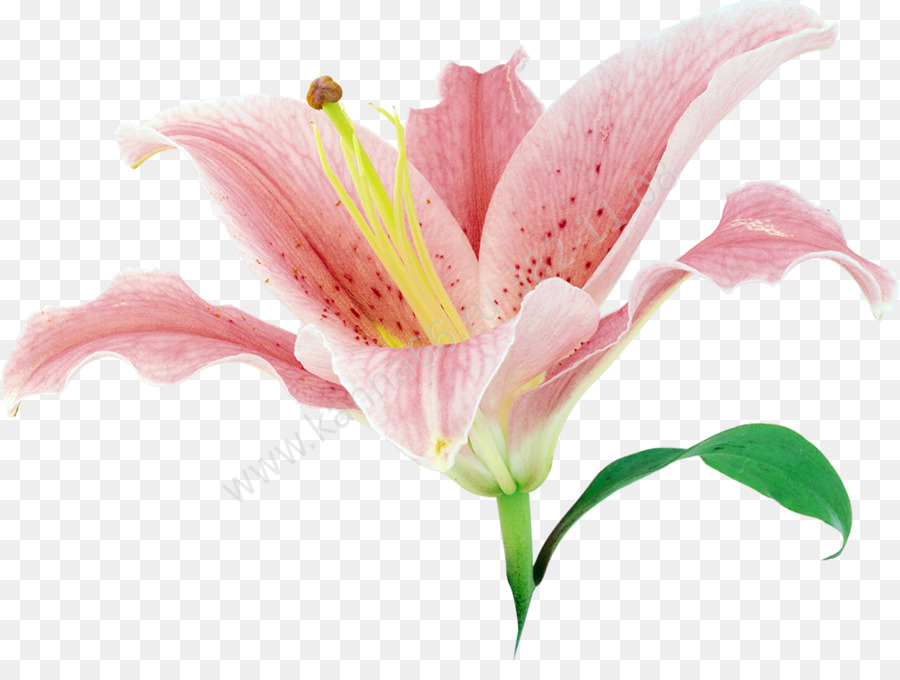 Lilium，Flor PNG