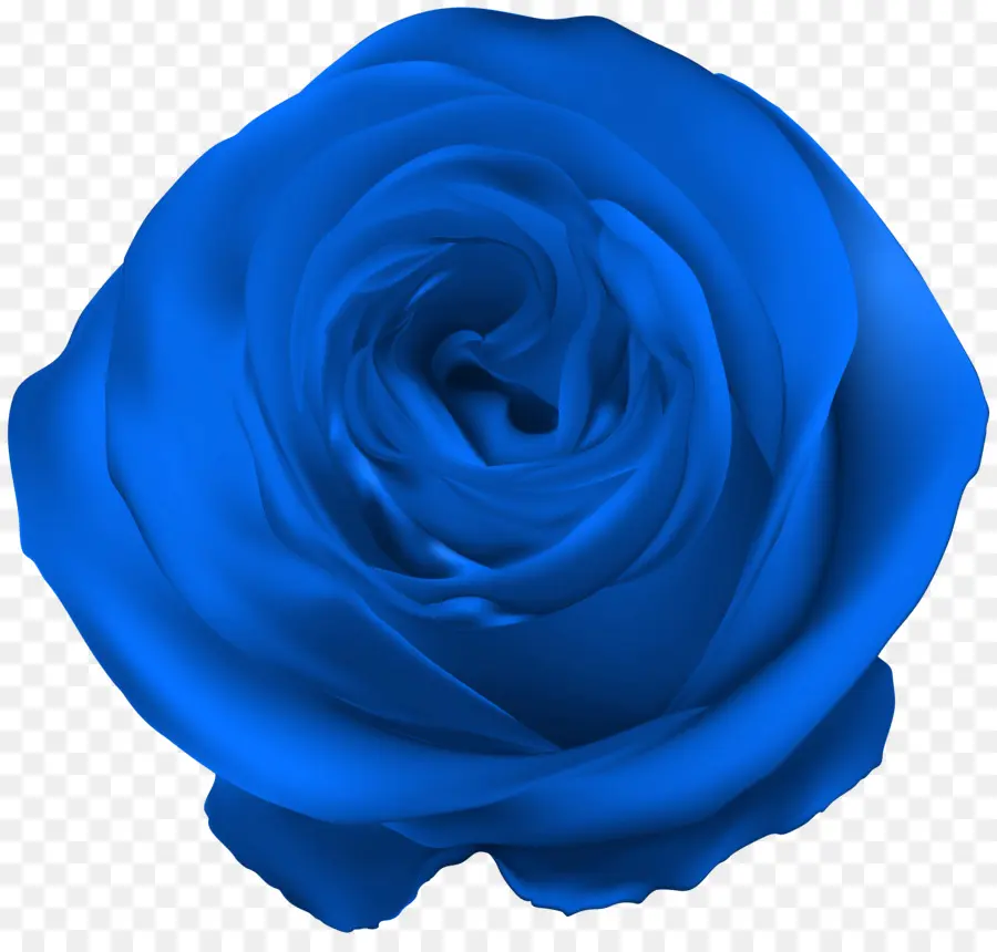 Las Rosas De Jardín，Rosa Azul PNG