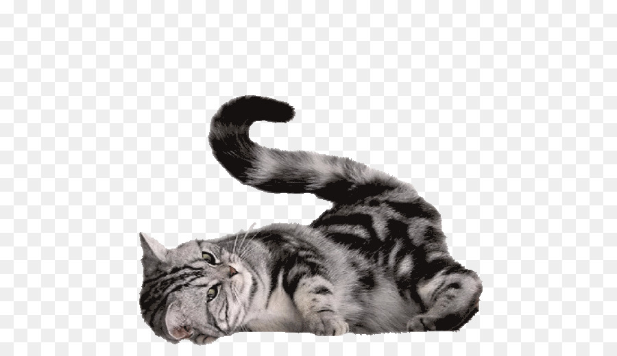 Gato Persa，British Shorthair PNG