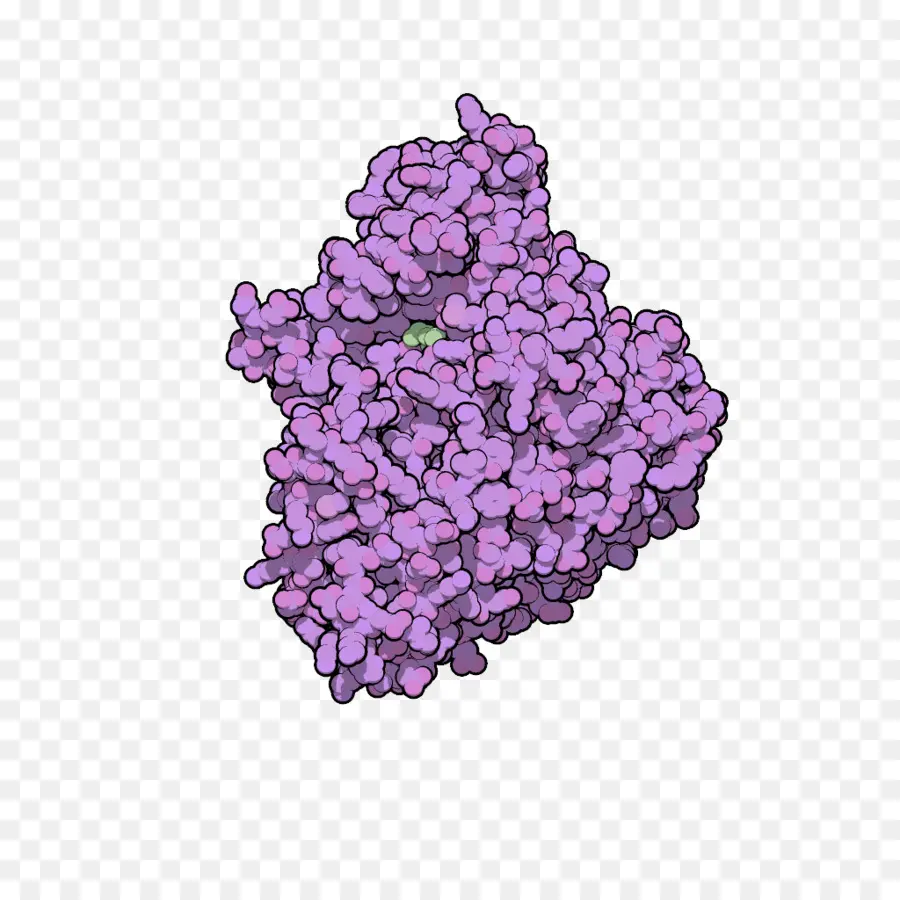 Proteína，Biología PNG