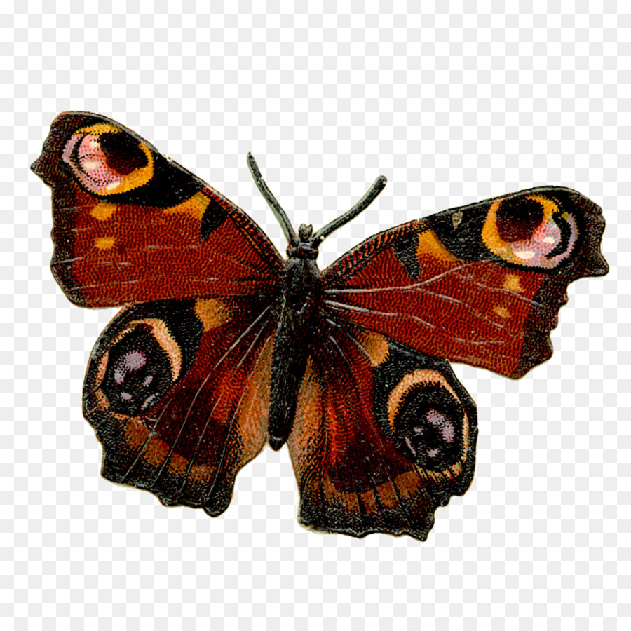 Mariposa Negra，Alas PNG