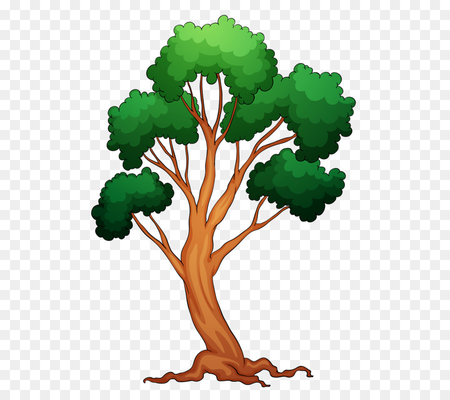 Árbol Bonsái，Árbol PNG