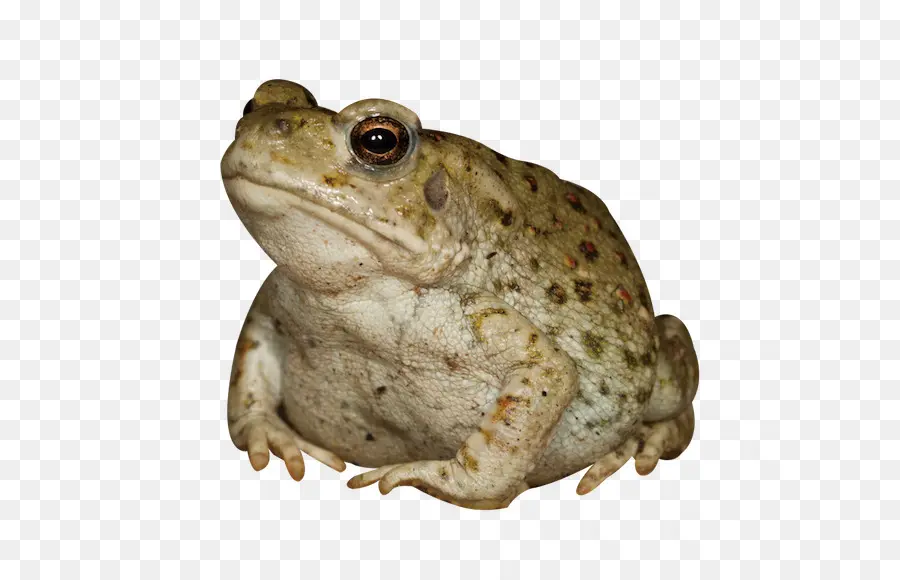 Sapo，Sapo Del Río Colorado PNG