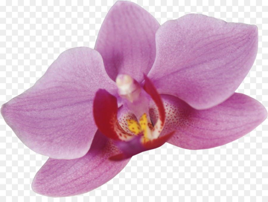 La Polilla De Las Orquídeas，Las Orquídeas PNG