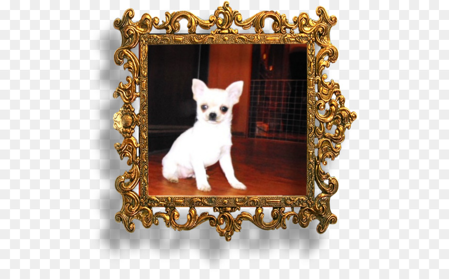 Chihuahua，Cachorro PNG