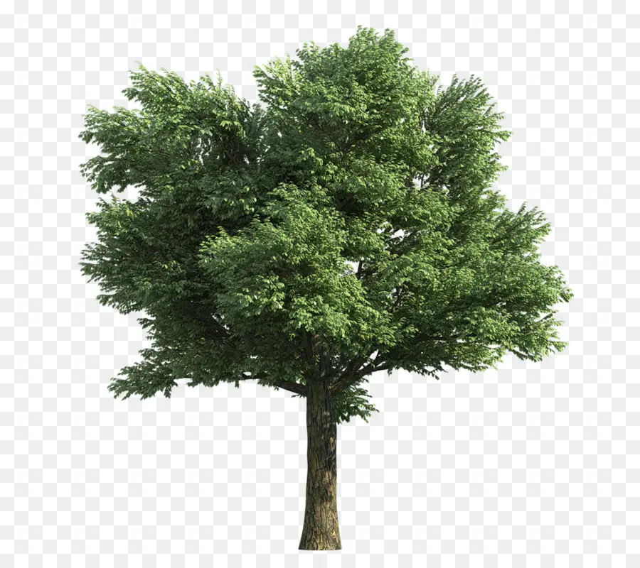 La Representación，árbol PNG