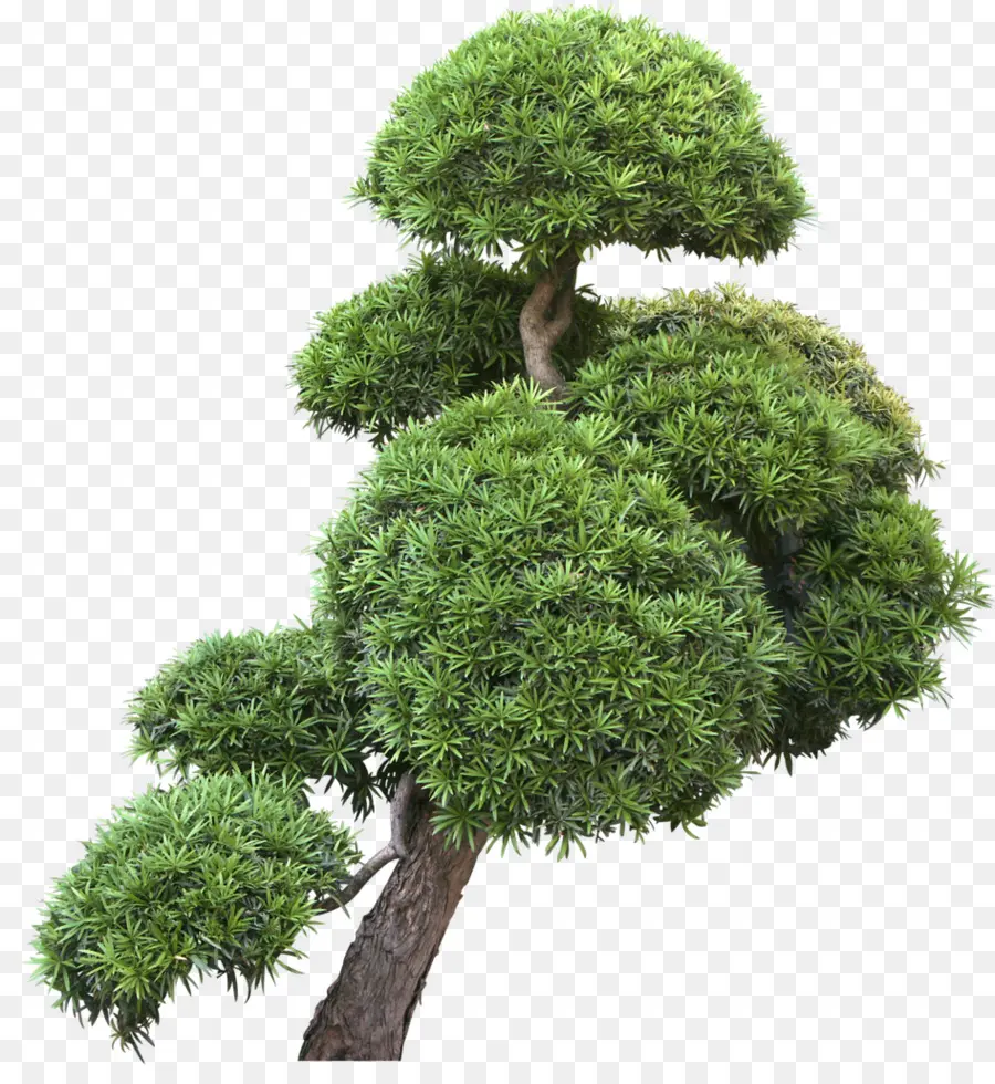 Árbol Bonsái，Verde PNG