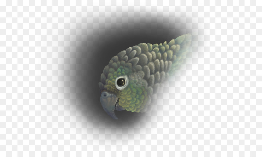 Conure，Greencheeked Perico PNG