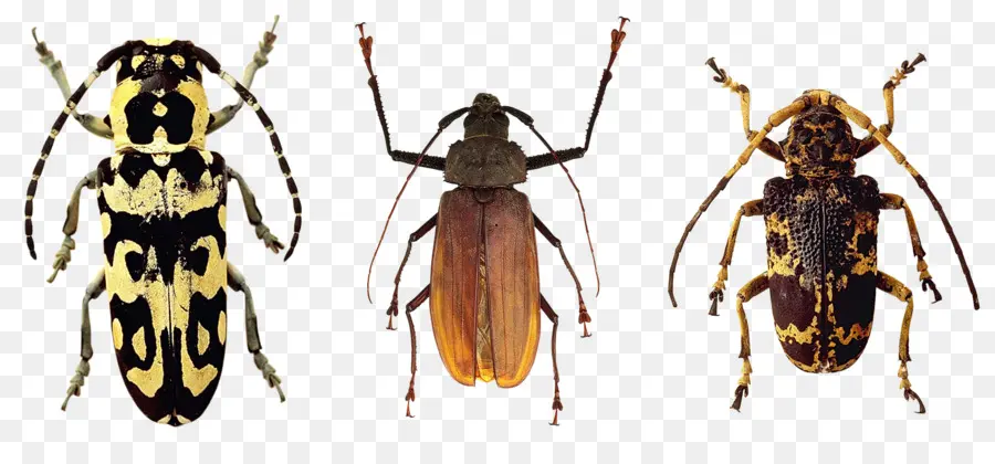 Escarabajo，Cucaracha PNG