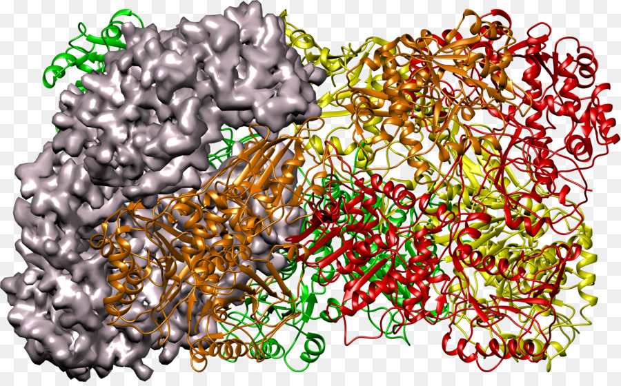 Estructura De La Proteína，Molécula PNG