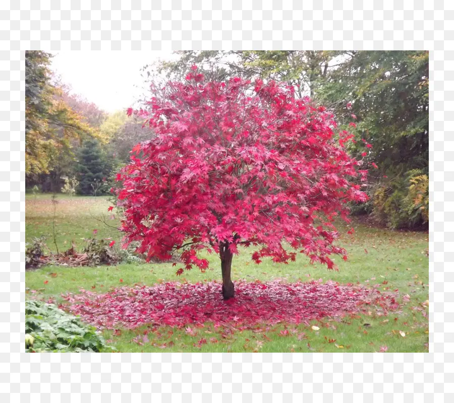 árbol Rojo，árbol PNG