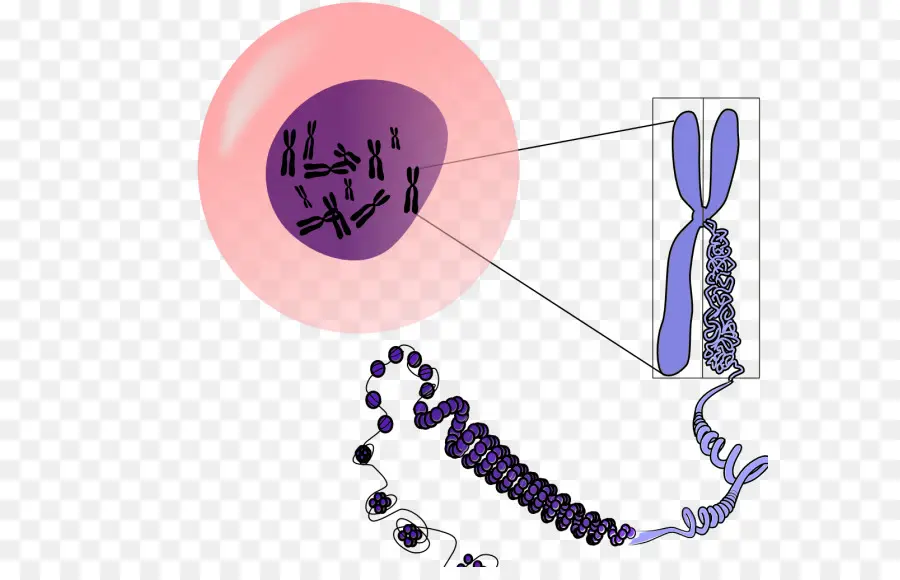 El Cromosoma，Adn PNG