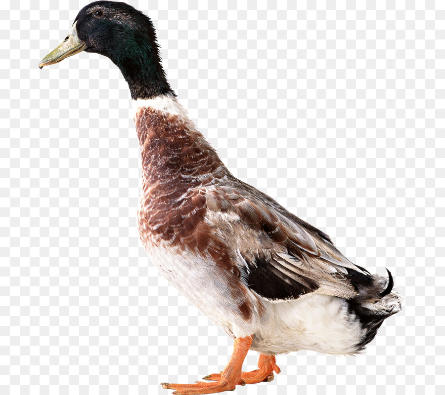 American Pekin，Pato PNG