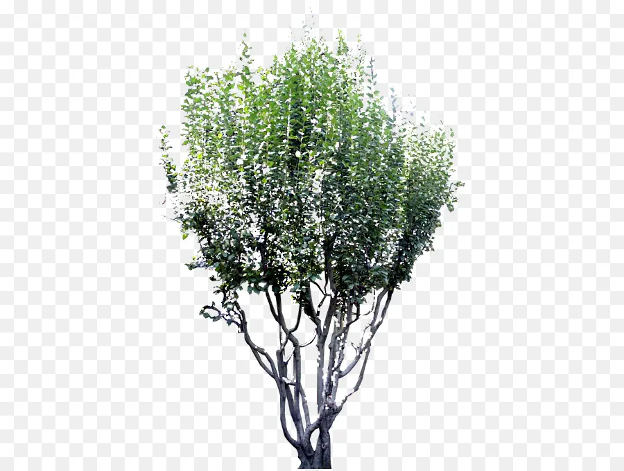 Árbol，Verde PNG