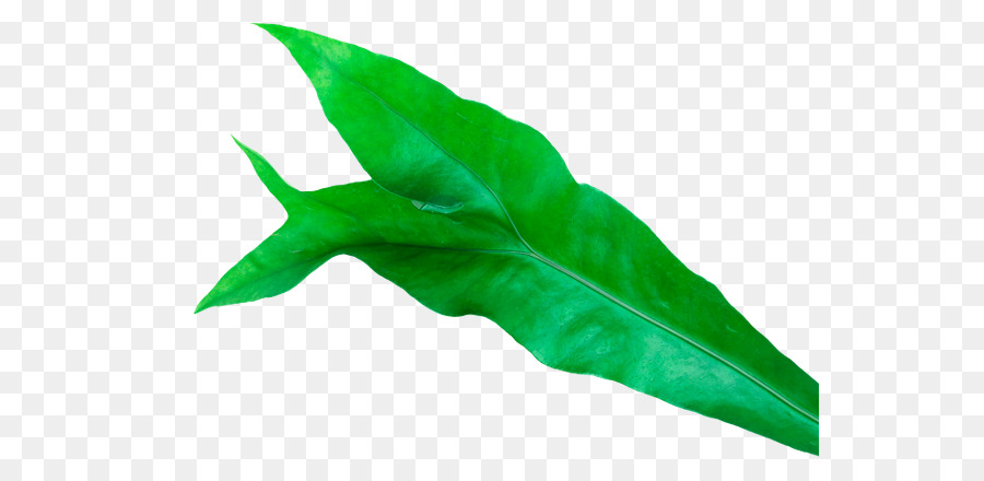 Hoja，Planta PNG