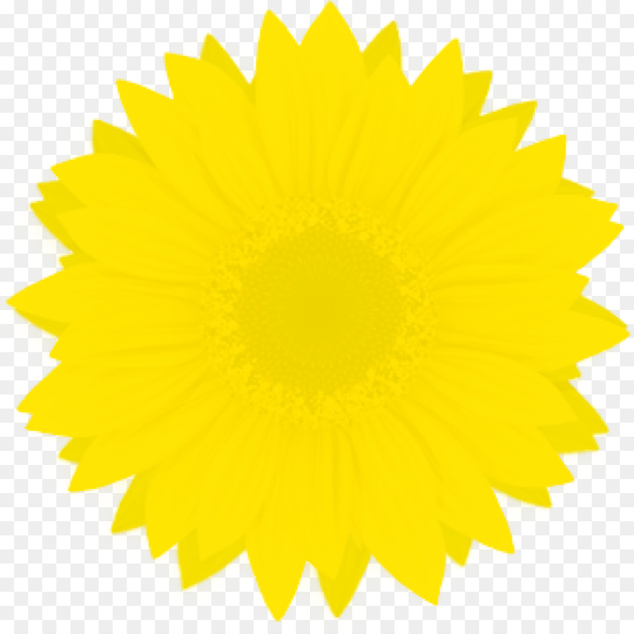 Girasol，Amarillo PNG