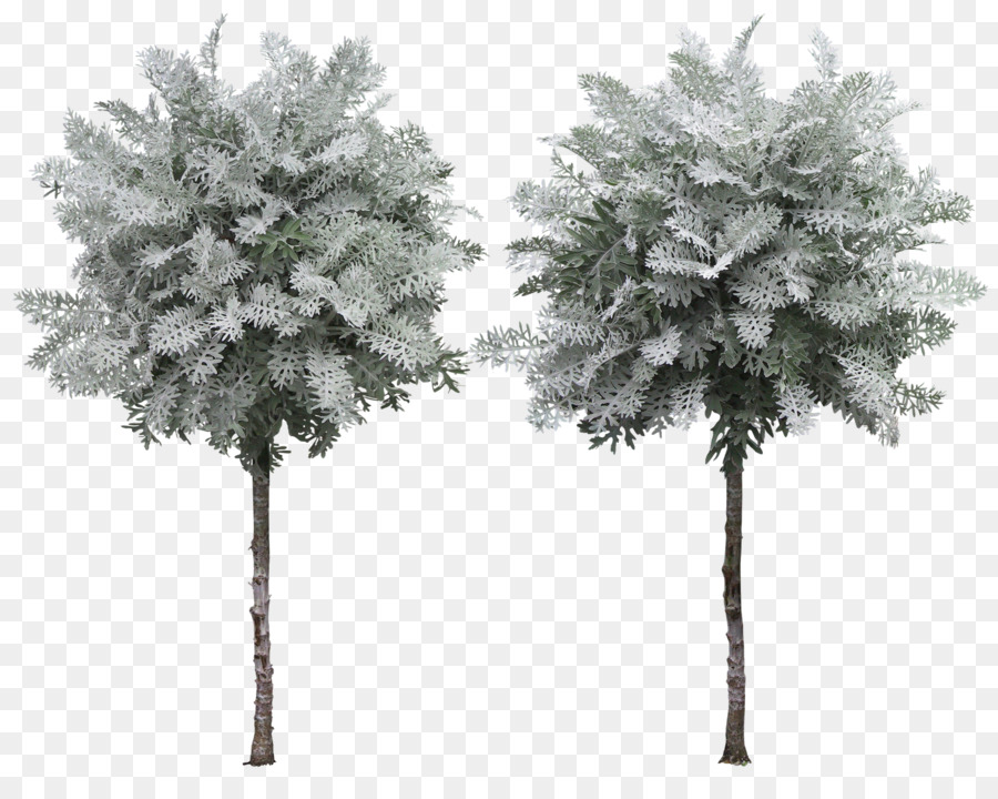 árbol，Planta PNG