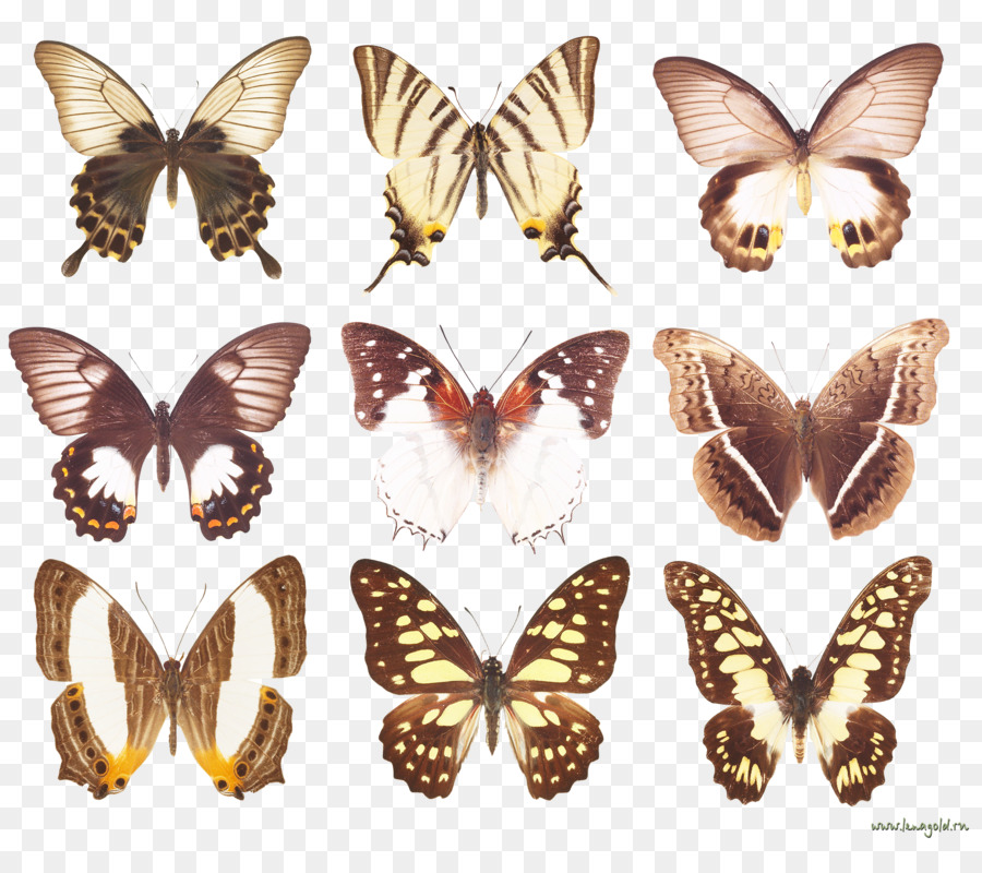 Mariposas，Vistoso PNG