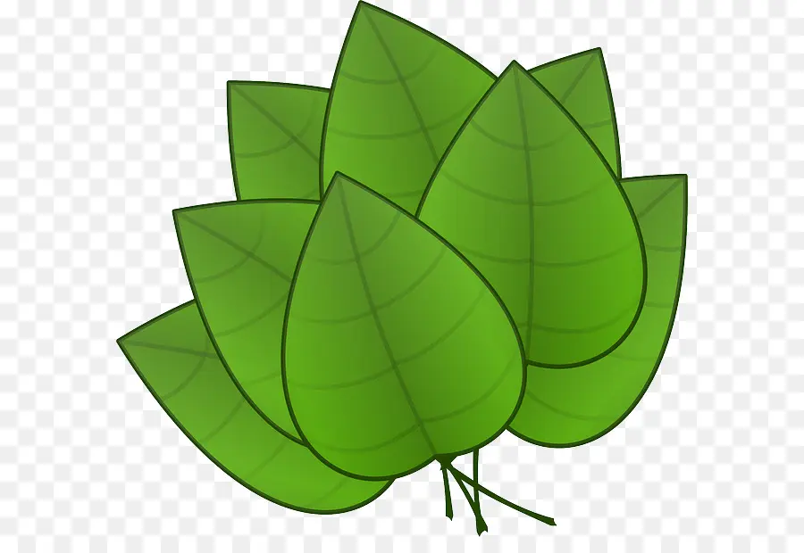 Hoja，Dibujo PNG