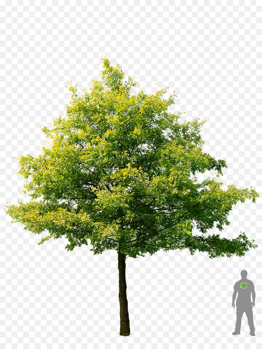 Árbol，Naturaleza PNG