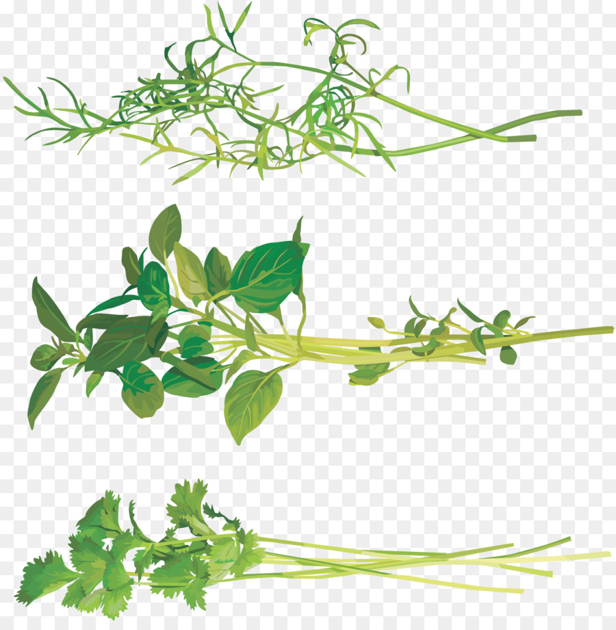 Hierba，Multas Herbes PNG