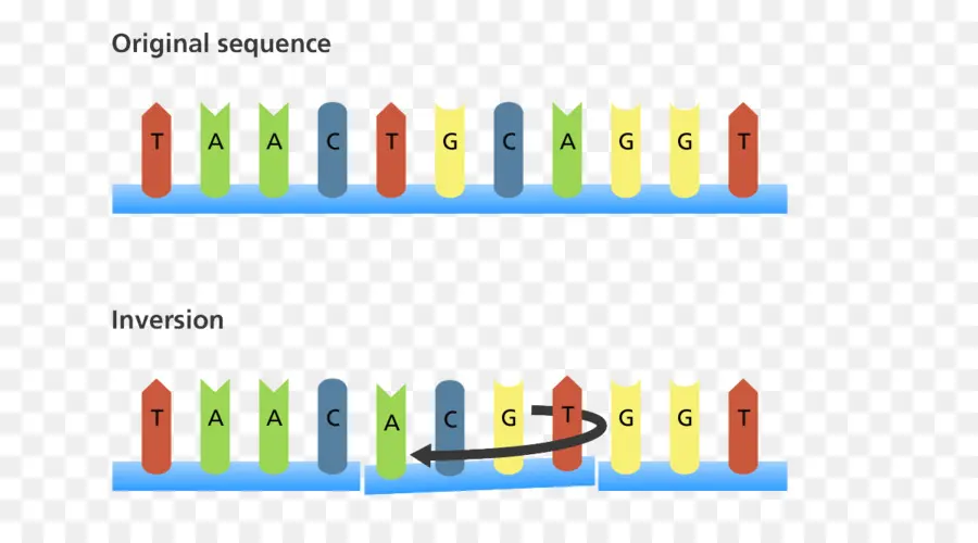 La Mutación，Biología PNG