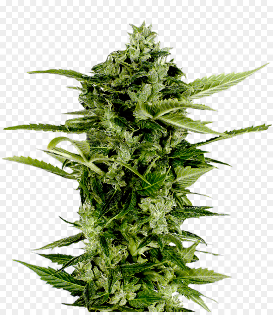 Planta De Cannabis，Marijuana PNG