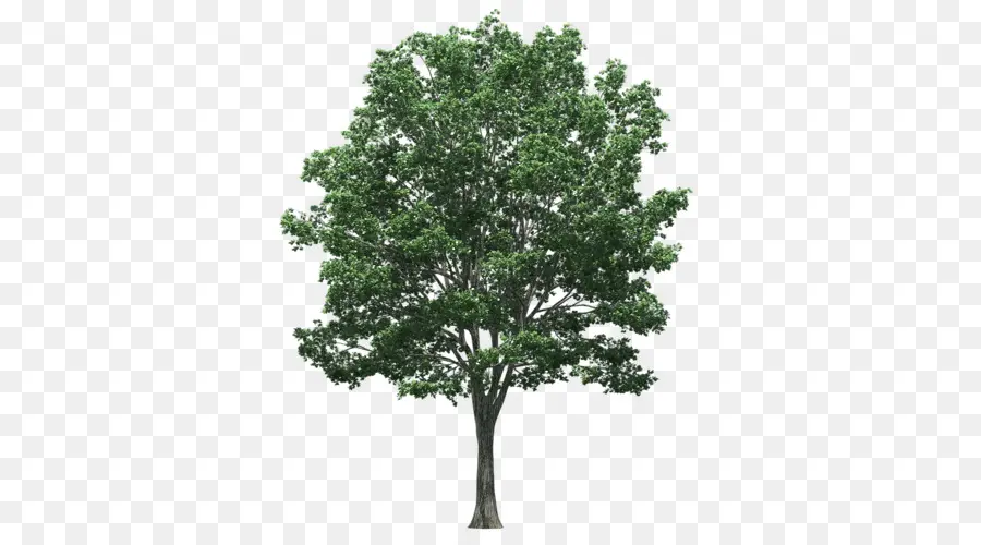 Árbol，Hojas PNG