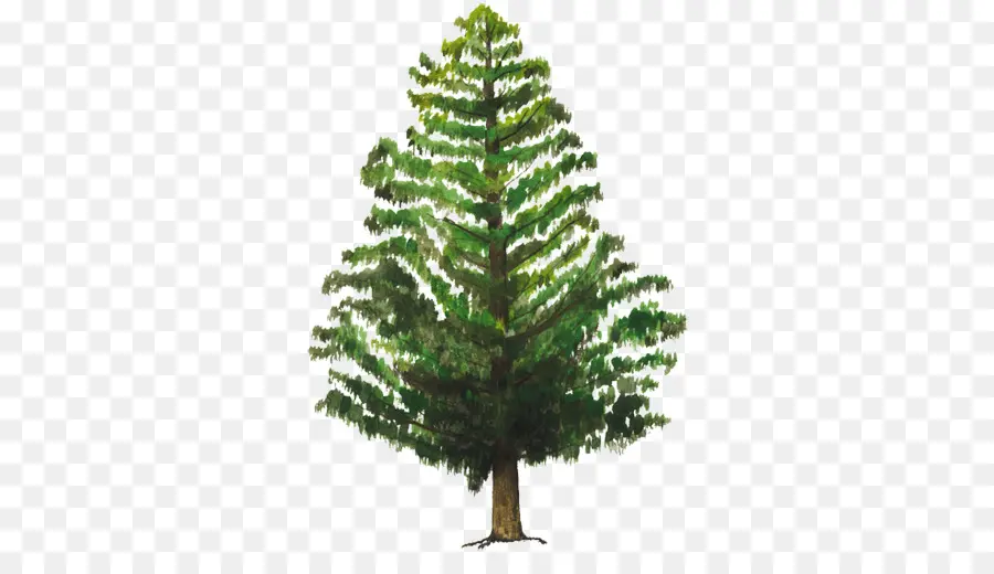 Árbol，Verde PNG