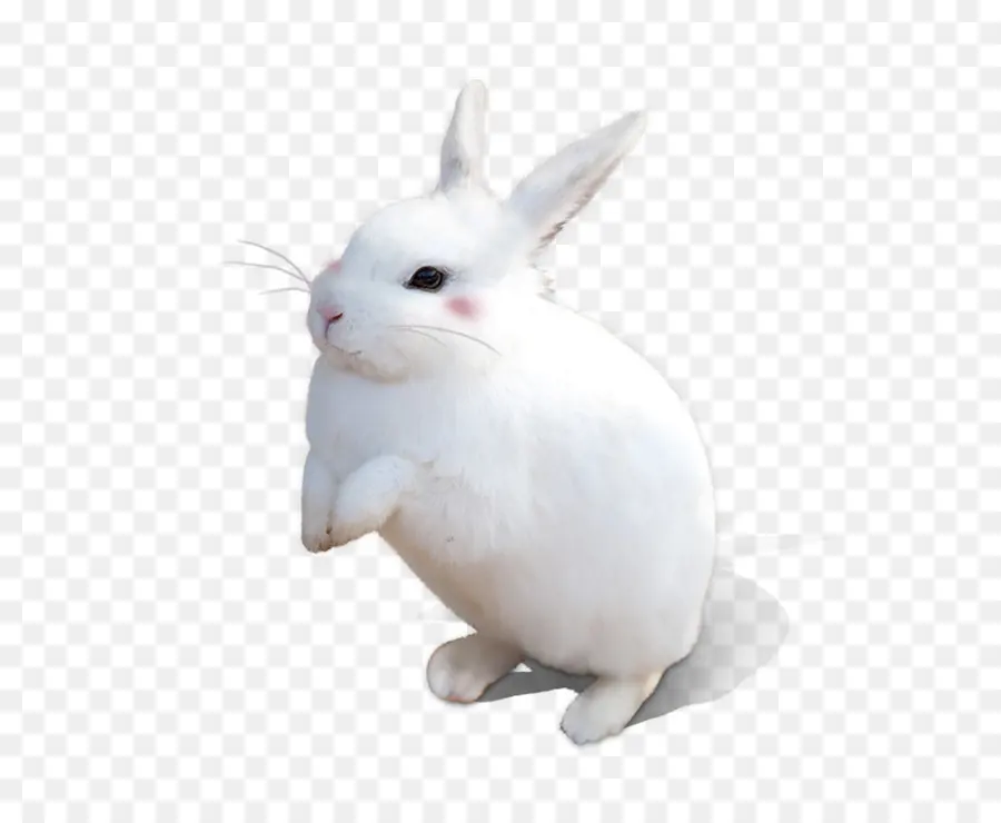 Conejo Blanco，Conejo PNG