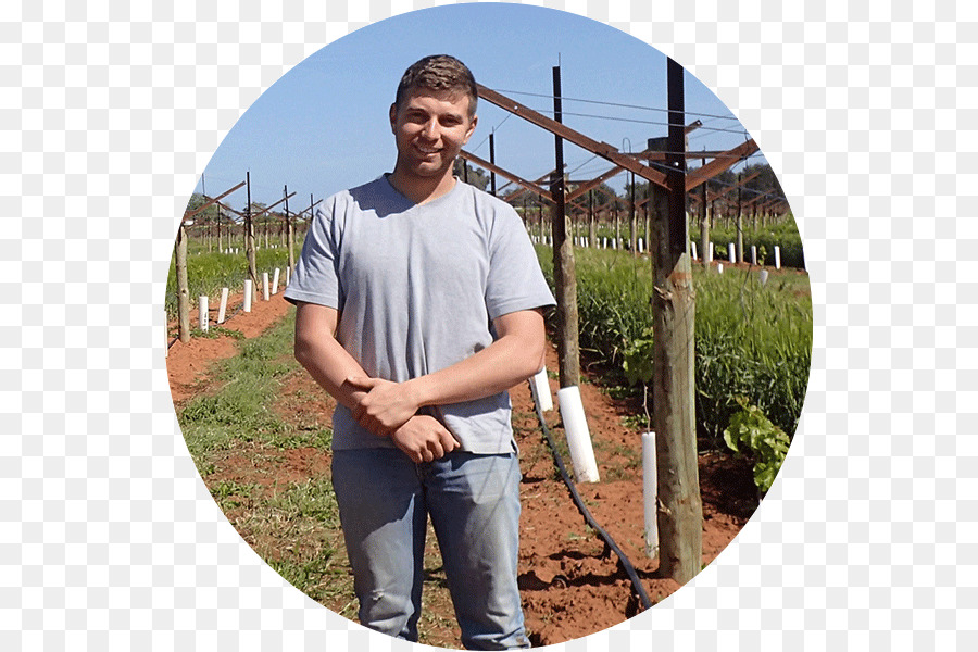 La Horticultura De Innovación De Australia，Común De La Uva De La Vid PNG