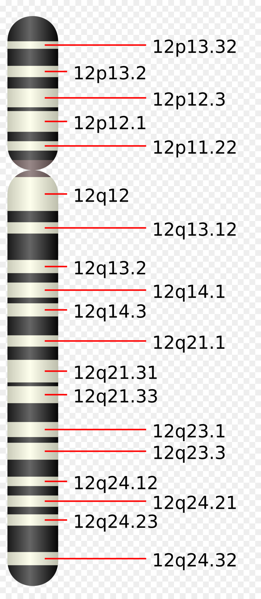 El 12 De Cromosomas Humanos，El Cromosoma PNG