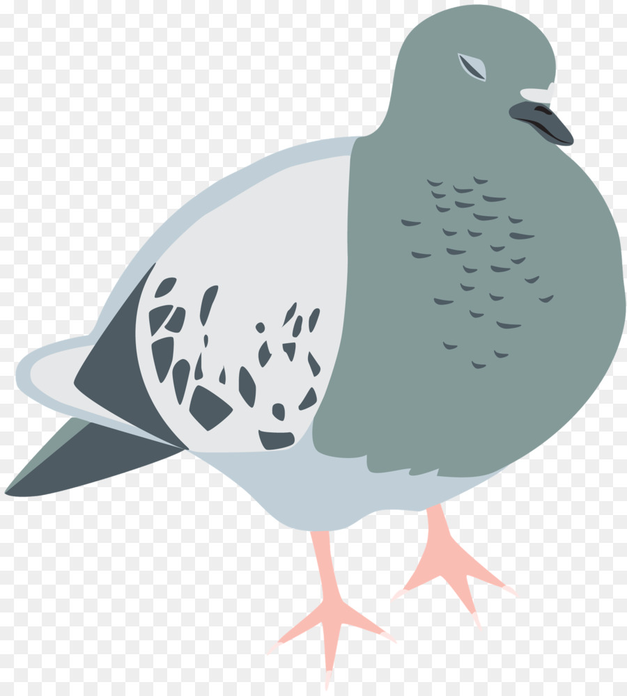 Stock Paloma，Columbidae PNG