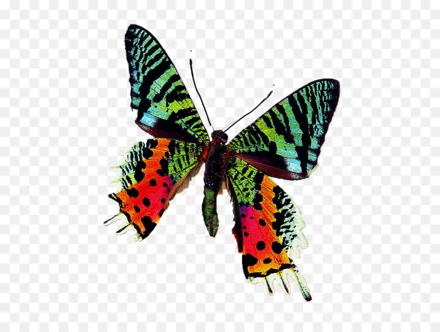 La Mariposa Monarca，Mariposa PNG