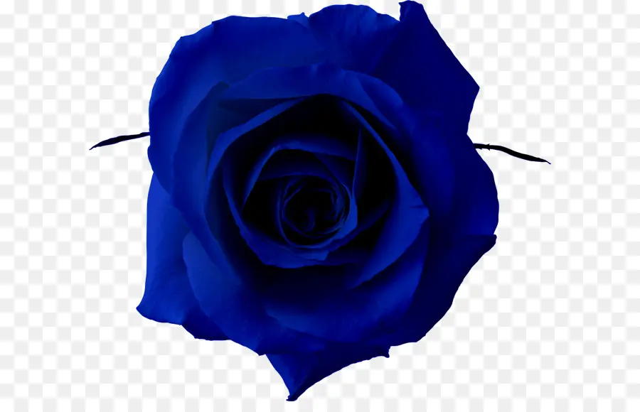 Rosa Azul，Rosa PNG