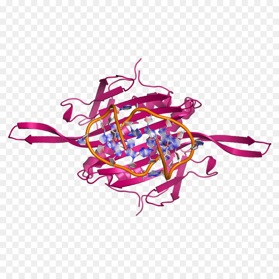 Bacteriófago Ms2，Bacteriófago PNG